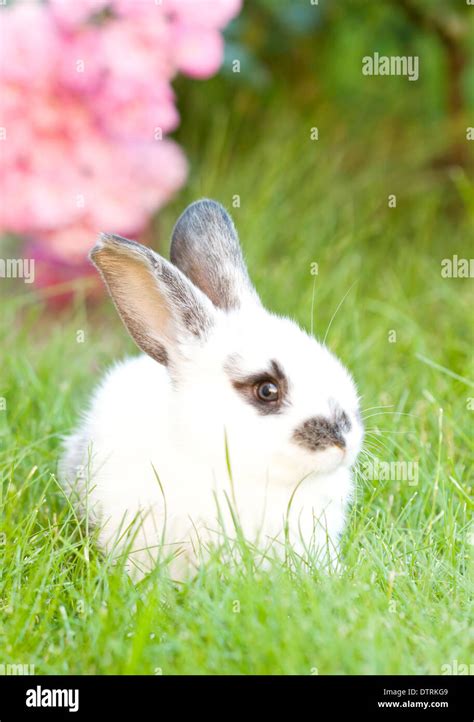 rabbit bunny baby  green grass   garden stock photo alamy