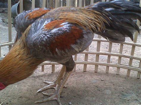 Jual Beli Ayam Bangkok Trenggalek Tulungagung