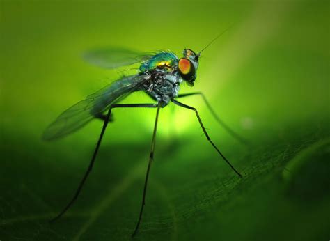 Wallpaper Colorful Nature Wings Insect Green Flying Fly Leaf