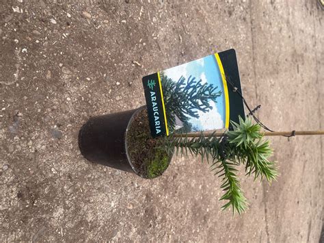 Araucaria Araucana Plant Wholesale Floraccess