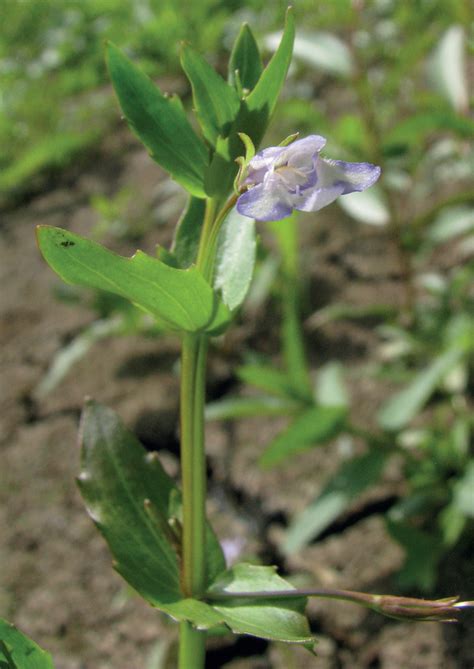 Lindernie Fausse Gratiole Esp Ces Exotiques Envahissantes Hauts De France