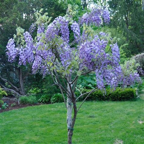 Wisteria Macrostachya Blue Moon Wisteria Siteone