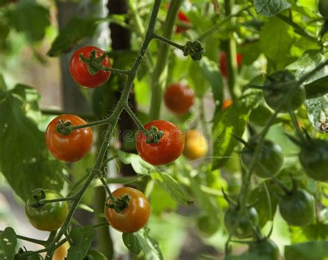 Vine Ripe Tomatoes Stock Image Image Of Growth Green 98630229