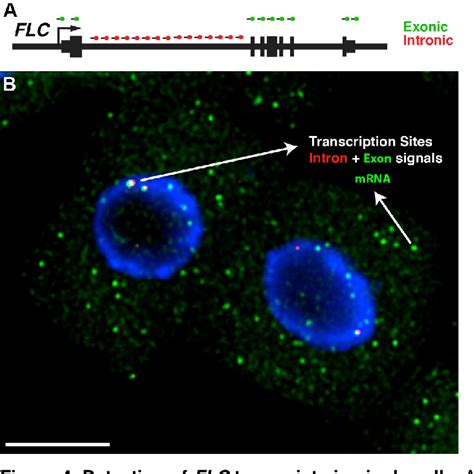 figure   single molecule rna fish  arabidopsis root cells