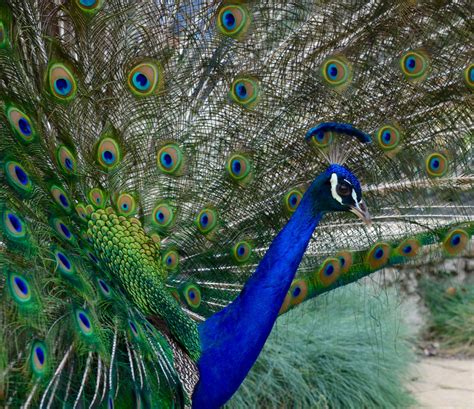 4122023 Peacocks At The Arboretum Los Angeles County Flickr