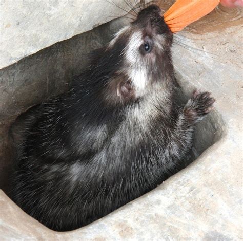 Giant Rat Kills Predators with Poisonous Hair | Live Science