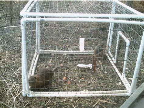 Figure 2 from A live trap model and field trial of a nutria (Rodentia ...