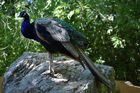 Pavo Real Zoo Foto Gratis En Pixabay Pixabay