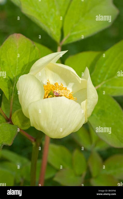 Single Open Pale Yellow Flower Of Paeonia Steveniana Stock Photo Alamy