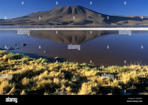 Flamingos at Laguna Colorada, National Park Eduardo Avaroa, Bolivia ...