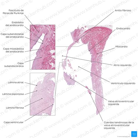 Histología del corazón Células y capas Kenhub