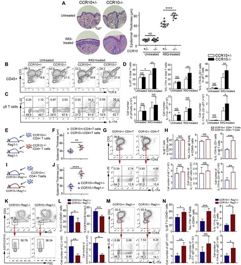 Psoriasis Associated Impairment Of Ccl27ccr10 Derived Regulation Leads