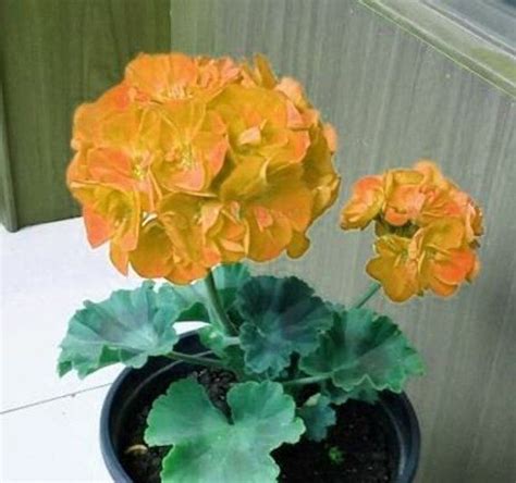 Geranium Golden Dense Ball Shaped Big Blooms Bonsai Flowers 10 Seeds