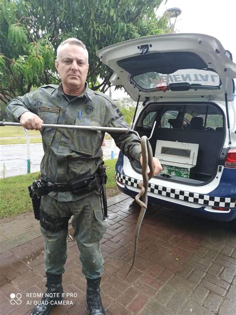 Gcm Ambiental De Guarulhos Resgata Serpente Parelheira Do Mato Em