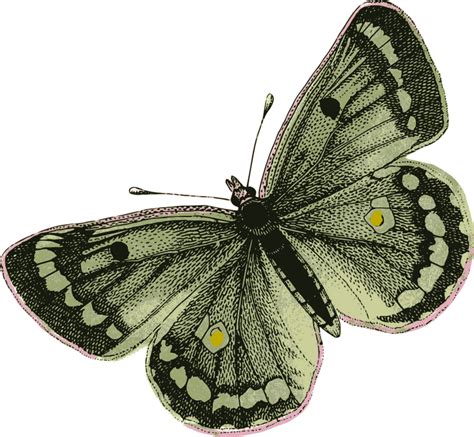 Green Butterfly - Openclipart