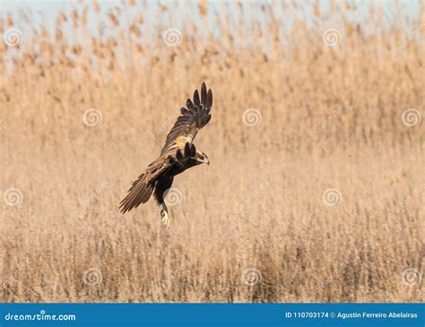 The Golden Eagle The Buzzard The Marsh Harrier Stock Photo Image