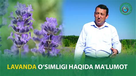 Lavanda Osimligi Haqida Ma Lumot Youtube