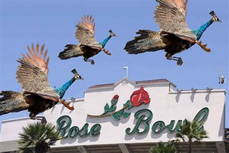 A Pasadena Peacock Speaks Connecting California