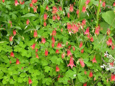 Aquilegia canadensis - Jersey-Friendly Yards