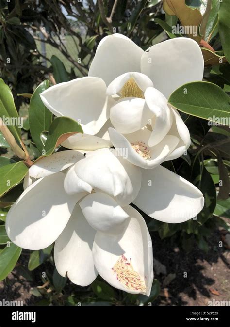 Magnolia tree and blooms Stock Photo - Alamy