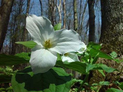 Great White Trillium