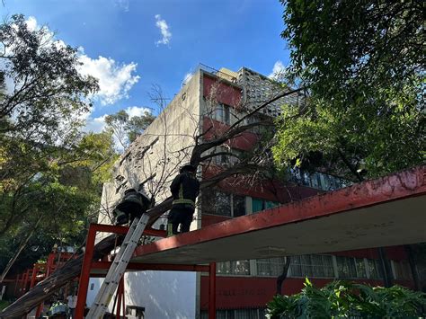 Cae Rbol De M S De Metros Sobre Corredor Peatonal En Tlatelolco