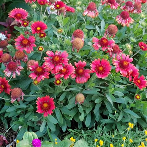 Gaillardia X Grandiflora Mesa Red Mesa Series Syn Gaillardia Red