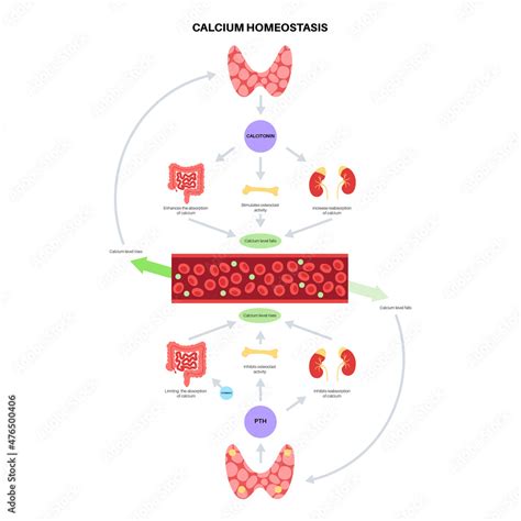 calcium homeostasis diagram Stock Vector | Adobe Stock