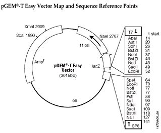 pGEM-T Easy Vector circle map and sequence reference points | Download ...