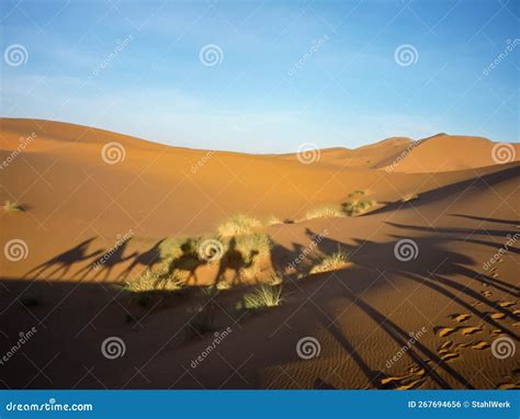 Camel Caravan through the Sahara Desert Stock Photo - Image of ...