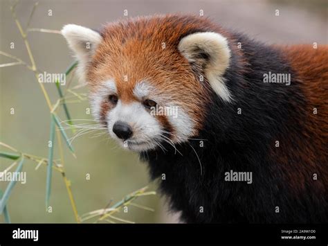 An endangered red panda Stock Photo - Alamy