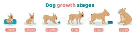 Dog Growth Stages Set Stock Vector Illustration Of Animal 243189905