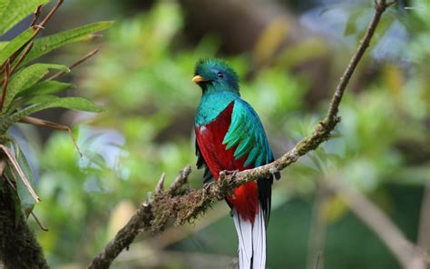 Quetzal Of Guatemala - Desktop Wallpapers, Phone Wallpaper, PFP, Gifs ...