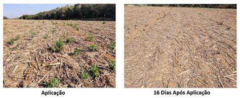 Manejo Outonal Estratégias para Controle de Plantas Daninhas