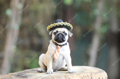 Premium Photo | Cute puppy pug dog playing on in the yard