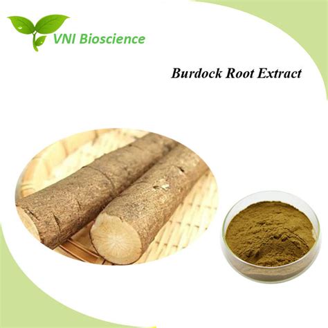 Kosher Halal Certified 100 Natural Burdock Root Extract China