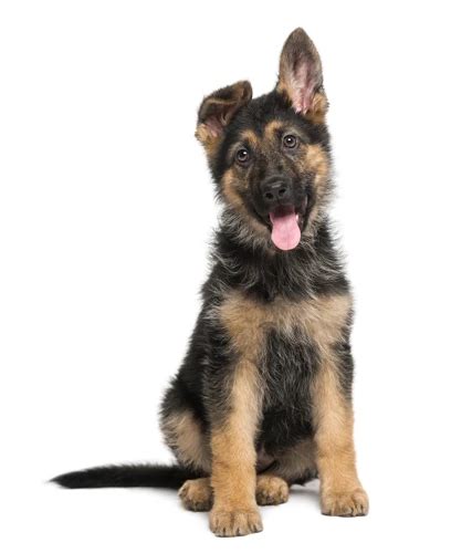 How To Glue German Shepherd Ears Up Step By Step Guide