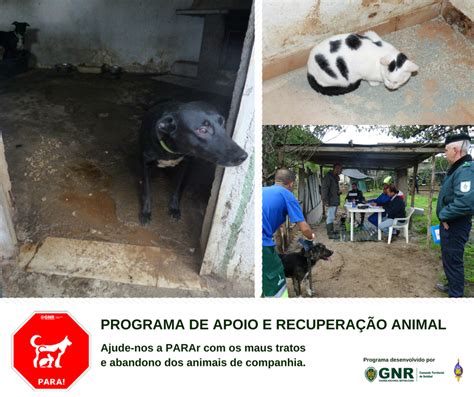 Recupera O De Animais Por Maus Tratos E Abandono Tribuna Da Madeira