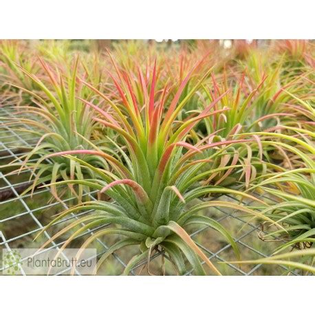 Tillandsia Ionantha Var L Tillandsias Buy Online