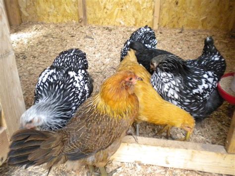 Healthy Treats For Your Backyard Chickens Natural Pet Food