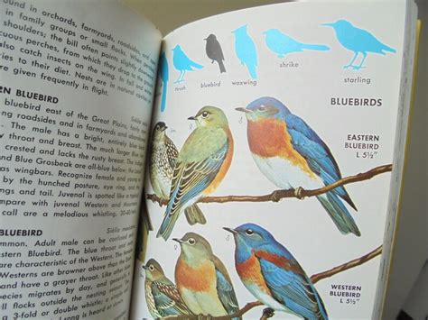 Golden A Guide To Field Identification BIRDS Of North America Etsy