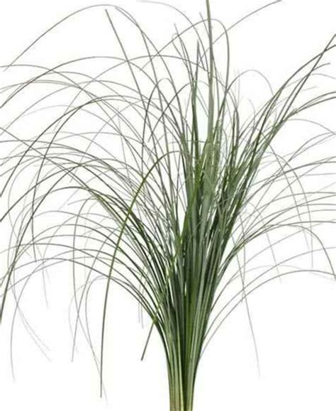 Bear Grass Centerpiece