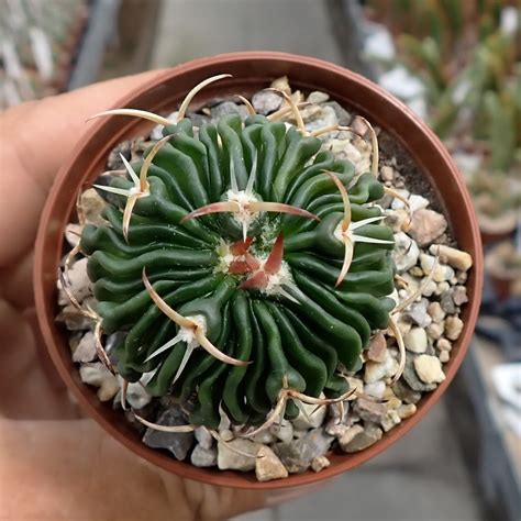 Stenocactus Phyllacanthus F Violaciflorus Sb San Juan Del Rio