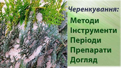 Як розмножити хвойні. Все про зимове живцювання: терміни, способи ...