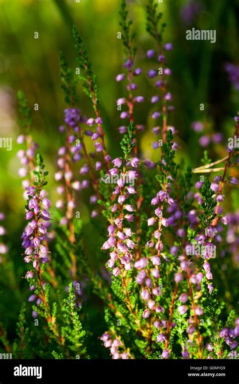 Common Heather Calluna Vulgaris Stock Photo Alamy