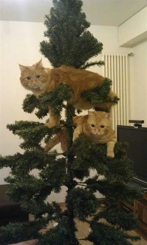 Naughty Cats