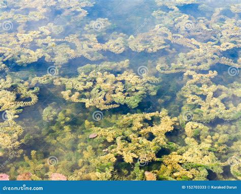 Freshwater Algae Moss In The Pond Stock Image Image Of Background