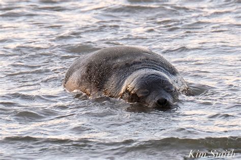 Harp Seal Juvenile Gloucester 33  Kim Smith Films