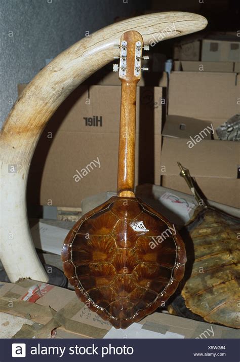 Tusk Shell Stock Photos & Tusk Shell Stock Images - Alamy