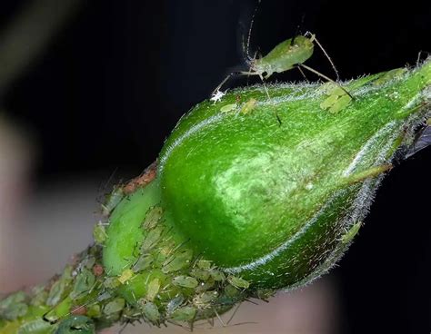 What Do Aphids Eat Pest Control Options